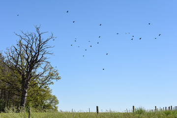 vol oiseaux nature arbre vert mort envol ciel climat saison planete