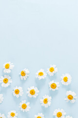 Daisy pattern. Flat lay spring and summer chamomile flowers on a blue background.Top view with copy space