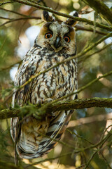 Hiboux moyen duc femelle