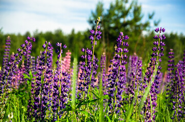 blooming wild lupines in late spring.a field of lupins, illuminated by the rays of the setting sun	