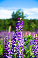 Obraz premium blooming wild lupines in late spring.a field of lupins, illuminated by the rays of the setting sun