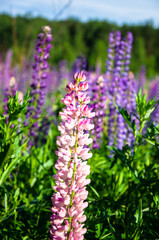 blooming wild lupines in late spring.a field of lupins, illuminated by the rays of the setting sun