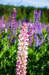 Obraz premium blooming wild lupines in late spring.a field of lupins, illuminated by the rays of the setting sun