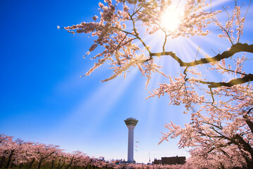 五稜郭公園の満開の桜