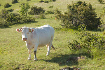 Portrait of white cow on a green farm of mountain