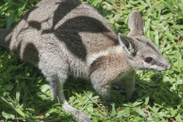 Australian wildlife wallaby marsupial