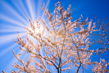 五稜郭公園の満開の桜