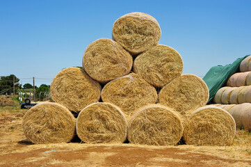 Hay bales in the field - 437184582