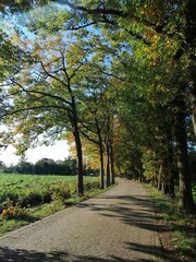 road in the park in Drenthe, Holland