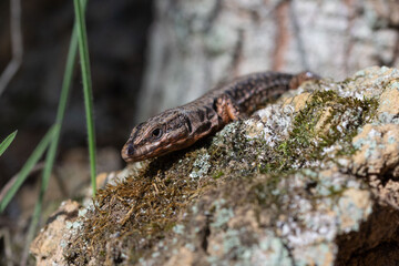 Podarcis muralis sunbathing on a stone