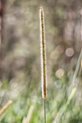 Australian Grass reed outback bush