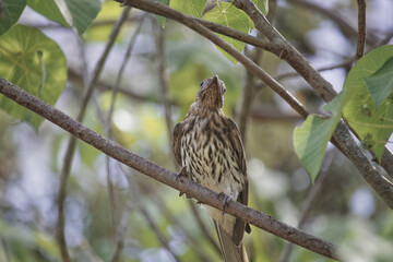 Australian wildlife birds Olive backed Oriole