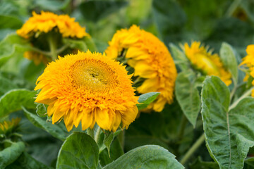  lush yellow flowers of decorative sunflower.Beautiful sunflower.Natural sunflower background.