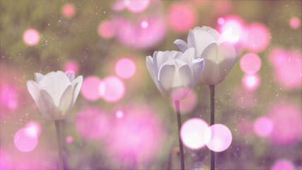 Białe tulipany, rozświetlone słońcem z efektem bokeh