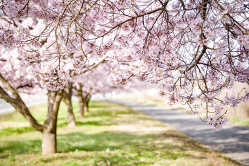 Fototapeta premium 桜