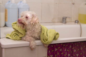 wet dog with towel in the bathtub of the dog grooming salon