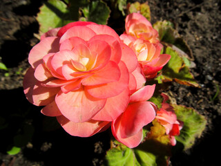 Pink begonia flowers (Tuberous begonia) in spring garden. Beautiful fresh plant with natural light.