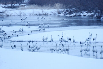 Fototapeta na wymiar Japanese cranes at the river in Hokkaido