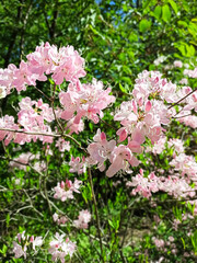 Close up of pink azalea blossoms or Rhododendron plant with flowers. Ericaceae evergreen shrub. Natural flower background. Summer nature concept
