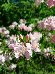 Close up of pink azalea blossoms or Rhododendron plant with flowers. Ericaceae evergreen shrub. Natural flower background. Summer nature concept

