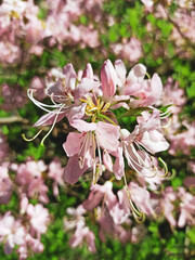 Close up of pink azalea blossoms or Rhododendron plant with flowers. Ericaceae evergreen shrub. Natural flower background. Summer nature concept
