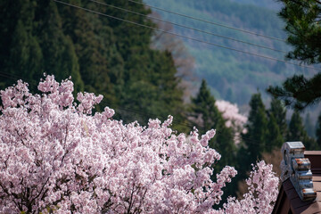 桜,青空,空, 全盛期, 花, 自然, 青, サクランボ, 白, ブランチ, 咲く, 花, 冬, 季節, すごい, ピンク, 雪, 霜, 美しさ, 美しい, 緑, 庭, フローラル, 植物, sakura