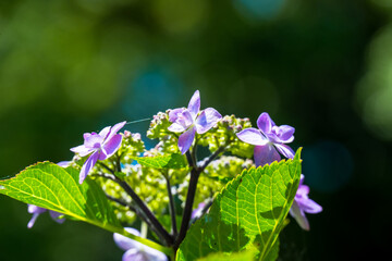 紫陽花