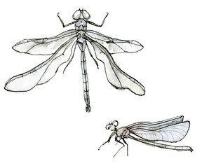 Watercolor illustration set of dragonfly with a muted color blue , black-and-white sketch isolated on a white background. Elegant insets drawn by hand with ink border.