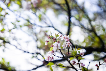 桜