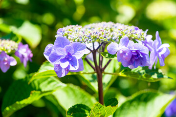 紫陽花