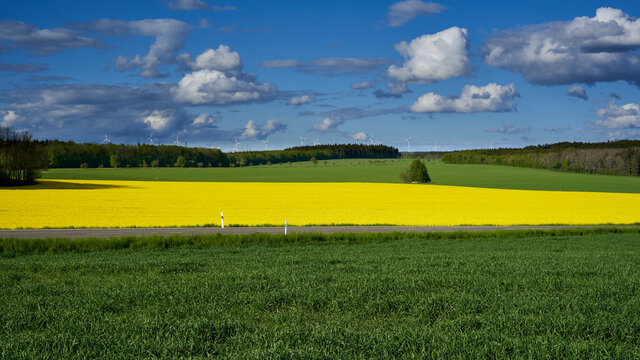 Yellow rape (Brassica napus) field and green wheat field in the evening light. Gray road leads through it. Wind turbines on horizon, against blue sky with clouds.