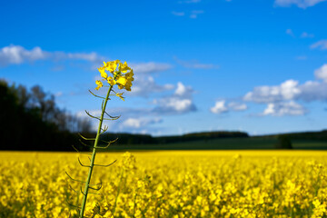 1 yellow rape oil plant also canola, in front of a blue cloudy sky. Side view.