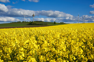 Rape (Brassica napus) field, yellow plants in front of small hill with agricultural land. Wind turbines and transmission tower in the background. Germany, Swabian alb.