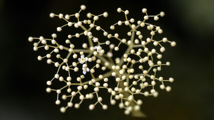 Network structure in nature. Inflorescence of elderberry buds on dark background. Perfect background for biotechnology science.