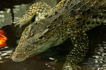 Cuban crocodile (Crocodylus rhombifer) a single Cuban crocodile half in the water