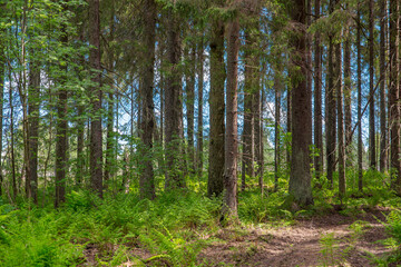 Trunks of spruce trees against the blue sky. Bright green foliage. Coniferous forest.
