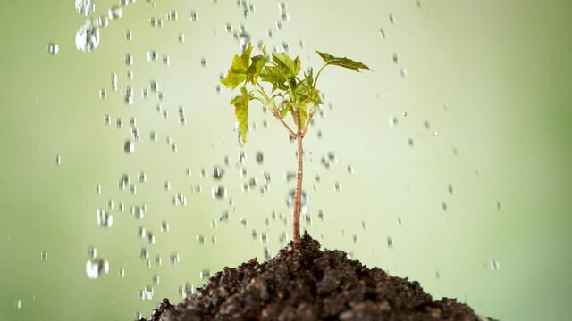Concet of watering little seedlings. Small trees that grow on fertile ground, super slow motion at 1000 fps.