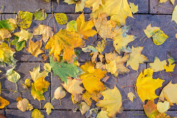 Yellow autumn leaves on the ground