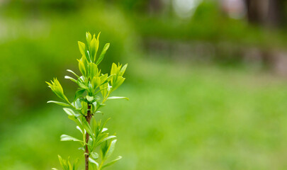 Young leaves on the tree in spring.