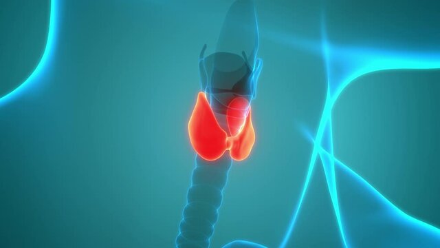 Human Body Glands Thyroid Gland Anatomy Animation Concept