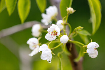 Flowers on a pear in spring.