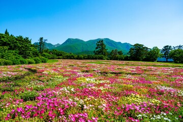 リビングストンデージー