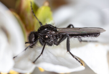 Close-up of a black wasp on a tree flower in spring.