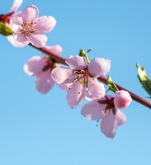 Flowers on a peach against a blue sky in spring.