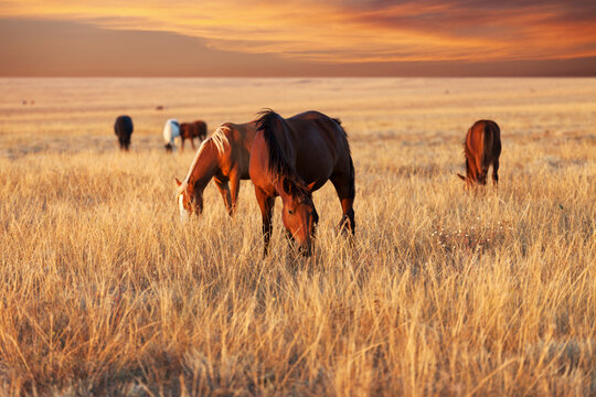 Herd of horses grazing in sunny evening pasture at beautiful sunset