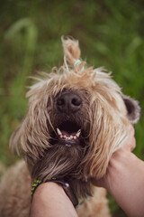 Irish Soft Coated wheaten terrier.Male hands hold the dog by the muzzle.