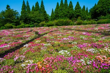 リビングストンデージー