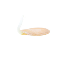 Sprouted melon seeds isolated on white background.