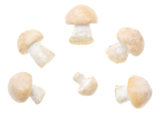 Mushroom Calocybe gambosa on a white background.