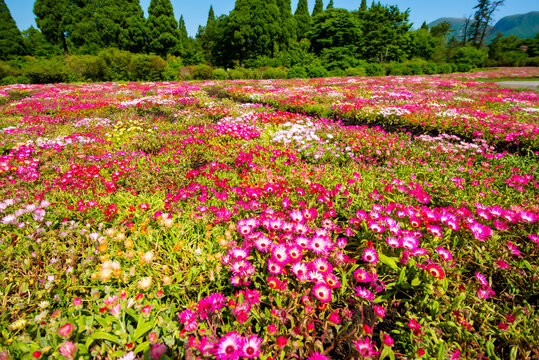 135 Best リビングストン デージー Images Stock Photos Vectors Adobe Stock